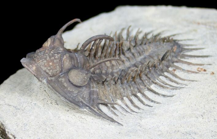 Super Spiny Comura Bultyncki Trilobite #3967